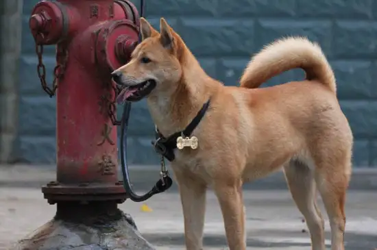 中华田园犬好不好养(中华田园犬好养吗?优缺点有哪些)