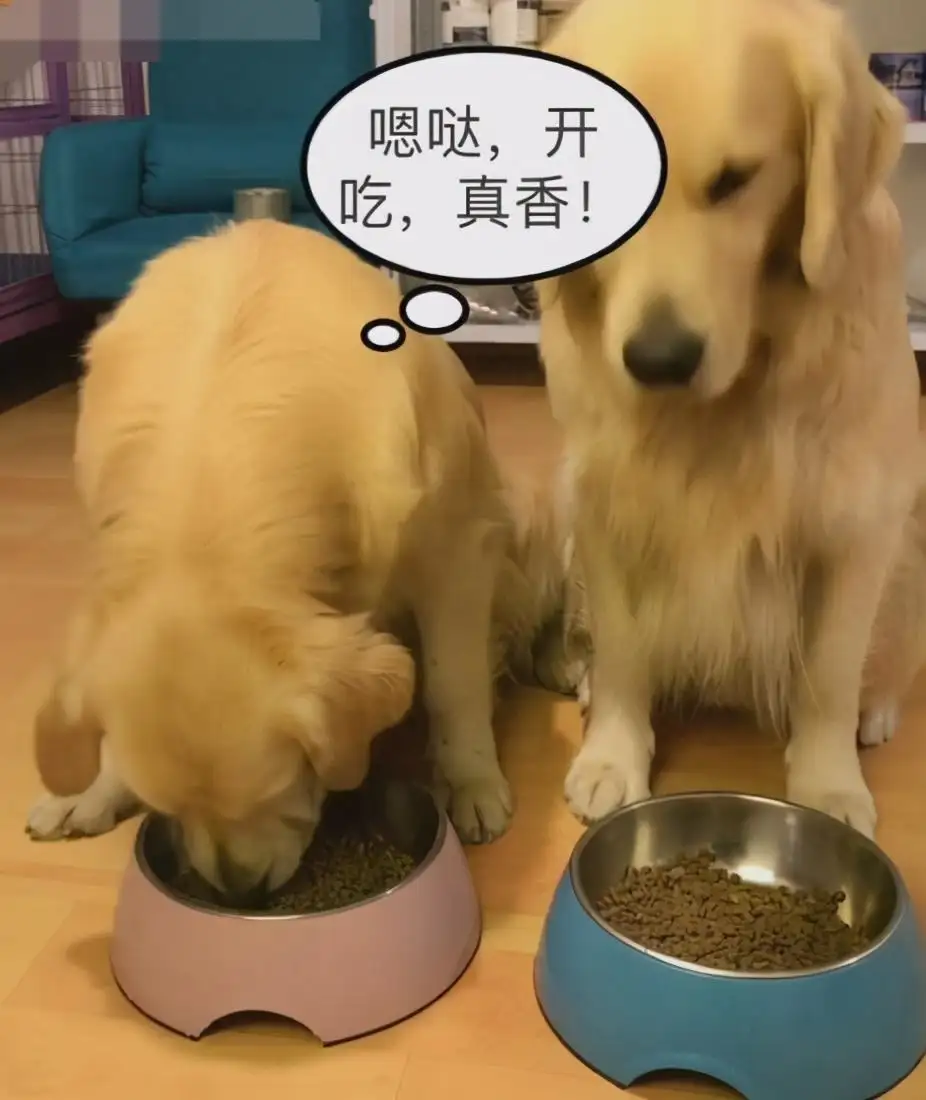 金毛成犬吃狗粮排行榜(金毛犬不喂狗粮的话让它吃什么)