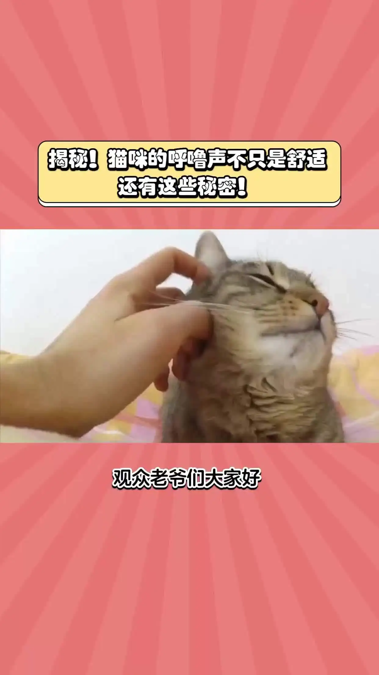 猫咪发出呼噜声是什么意思(猫咪发出呼噜声代表什么意思)