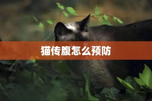 猫传腹是怎么回事(猫传腹是怎么引起的能治好吗)