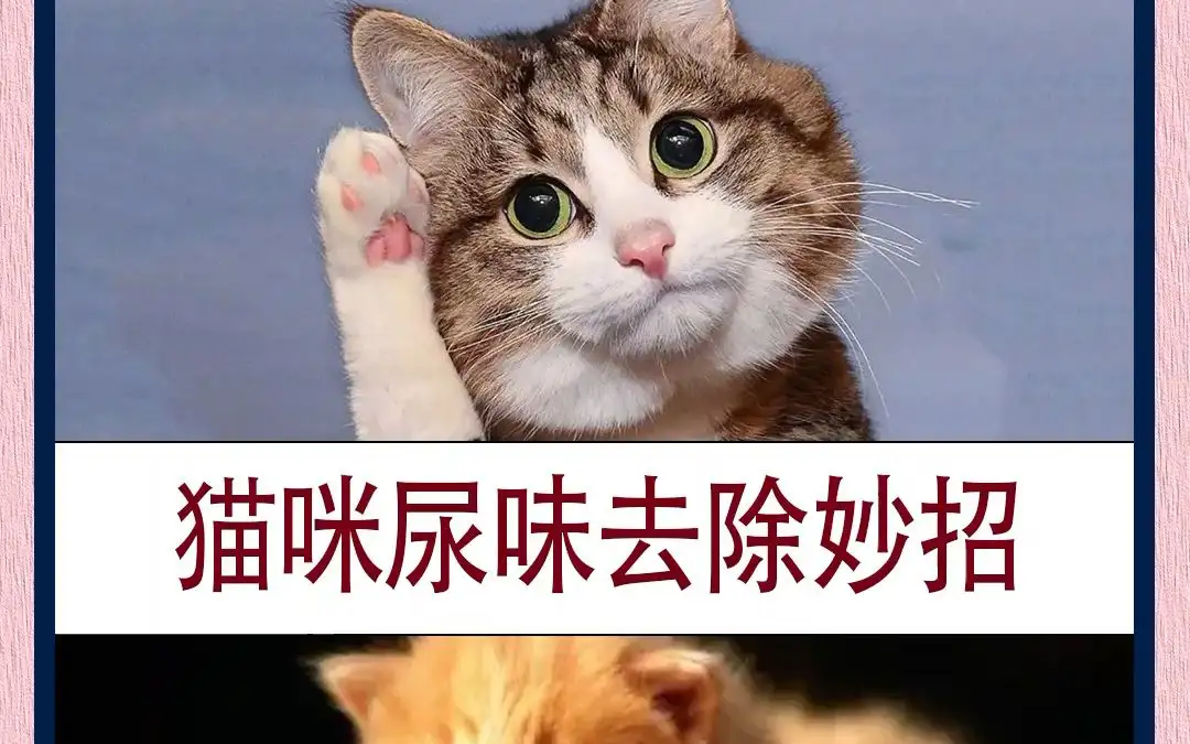 猫尿有没有味道(猫尿有没有味道怎么回事)