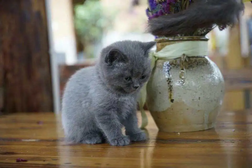 蓝猫幼年(蓝猫幼年成年对比)