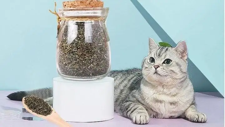 猫吸猫薄荷对猫有害吗(猫吸猫薄荷吸多了会怎么样)