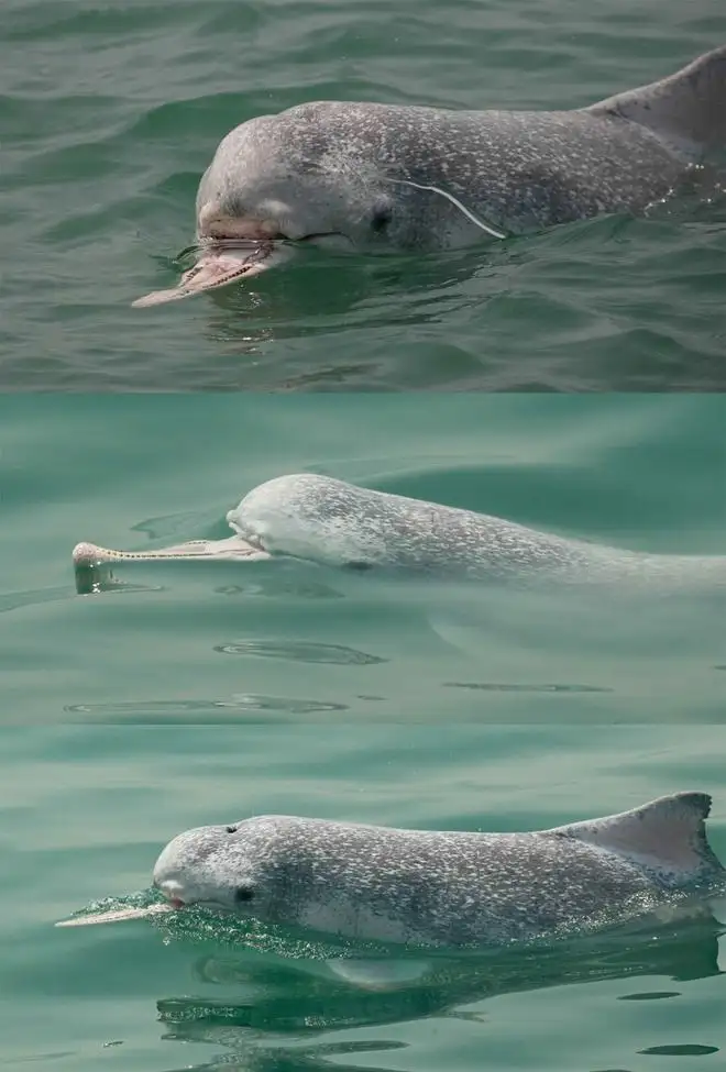 海豚能活多少年(海豚能活多少年的寿命)