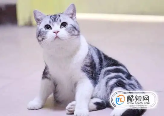 猫的常见品种(猫的品种有哪些)