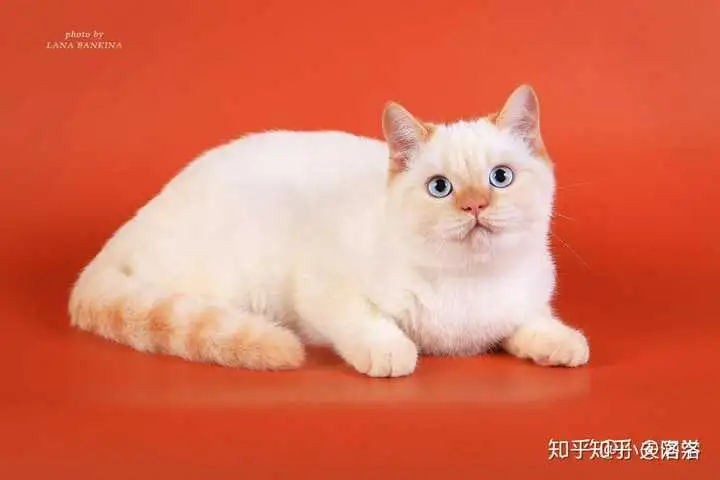 猫的品种英(猫的品种英语)