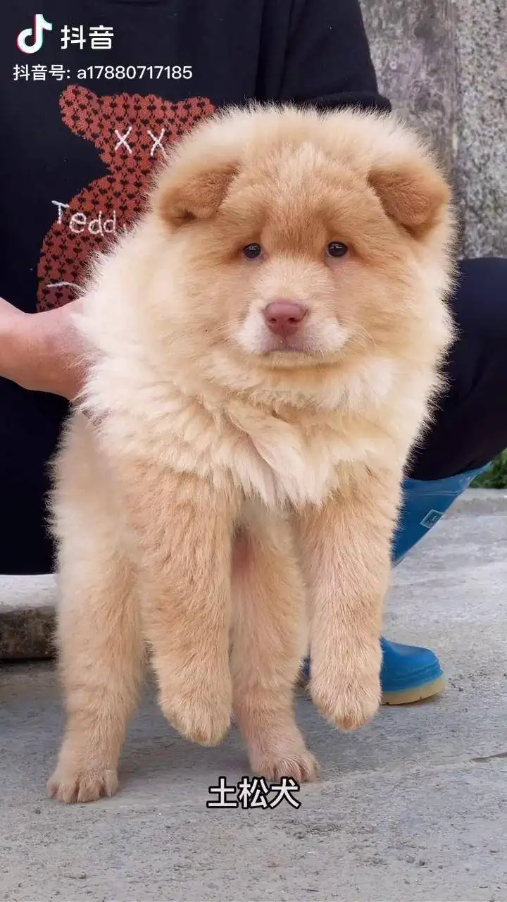 中华田园犬和土松犬的区别(中华田园犬和土松犬的区别图片)