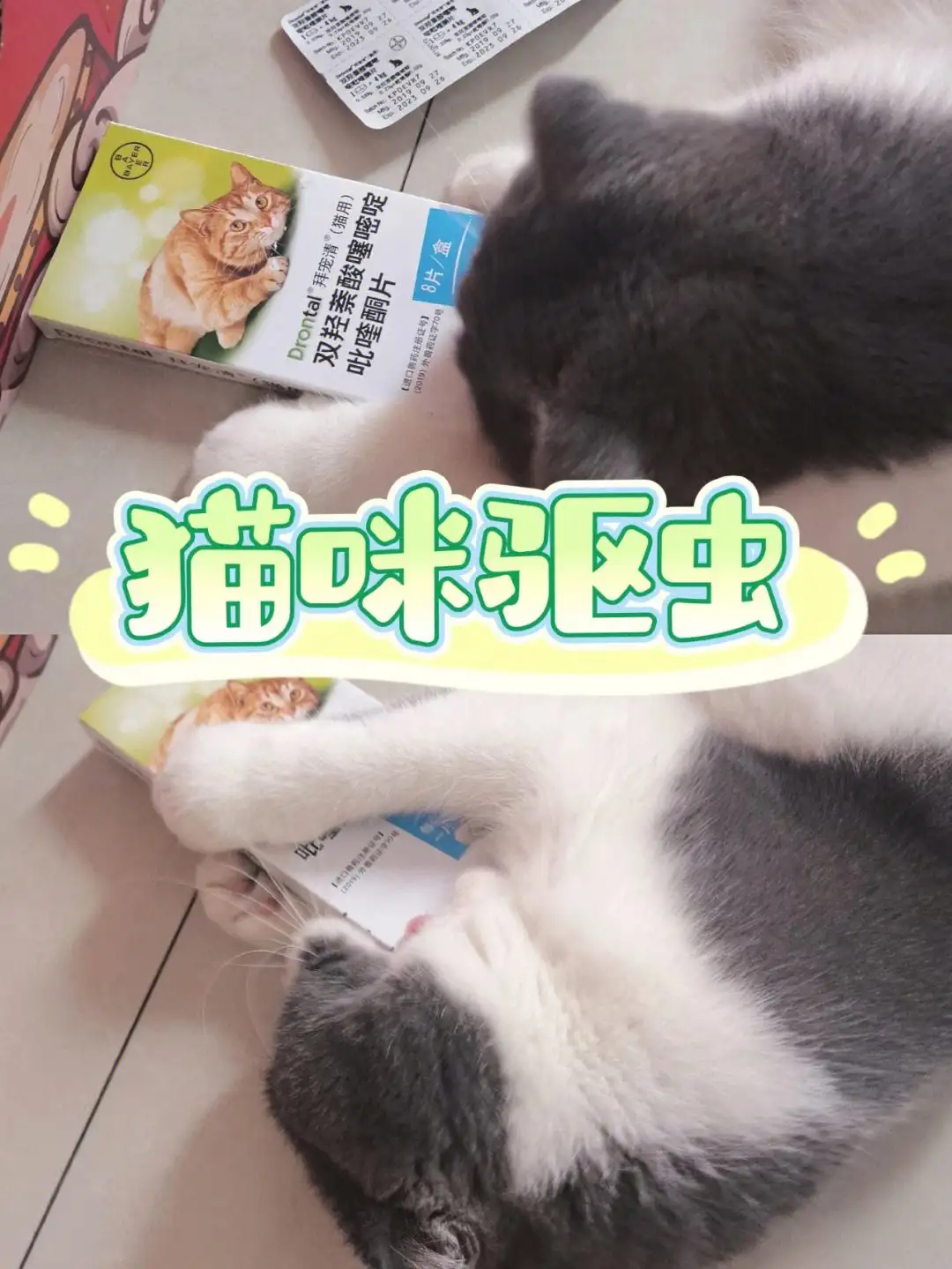 猫咪体内驱虫哪种好(猫咪体内驱虫药哪个牌子的好)