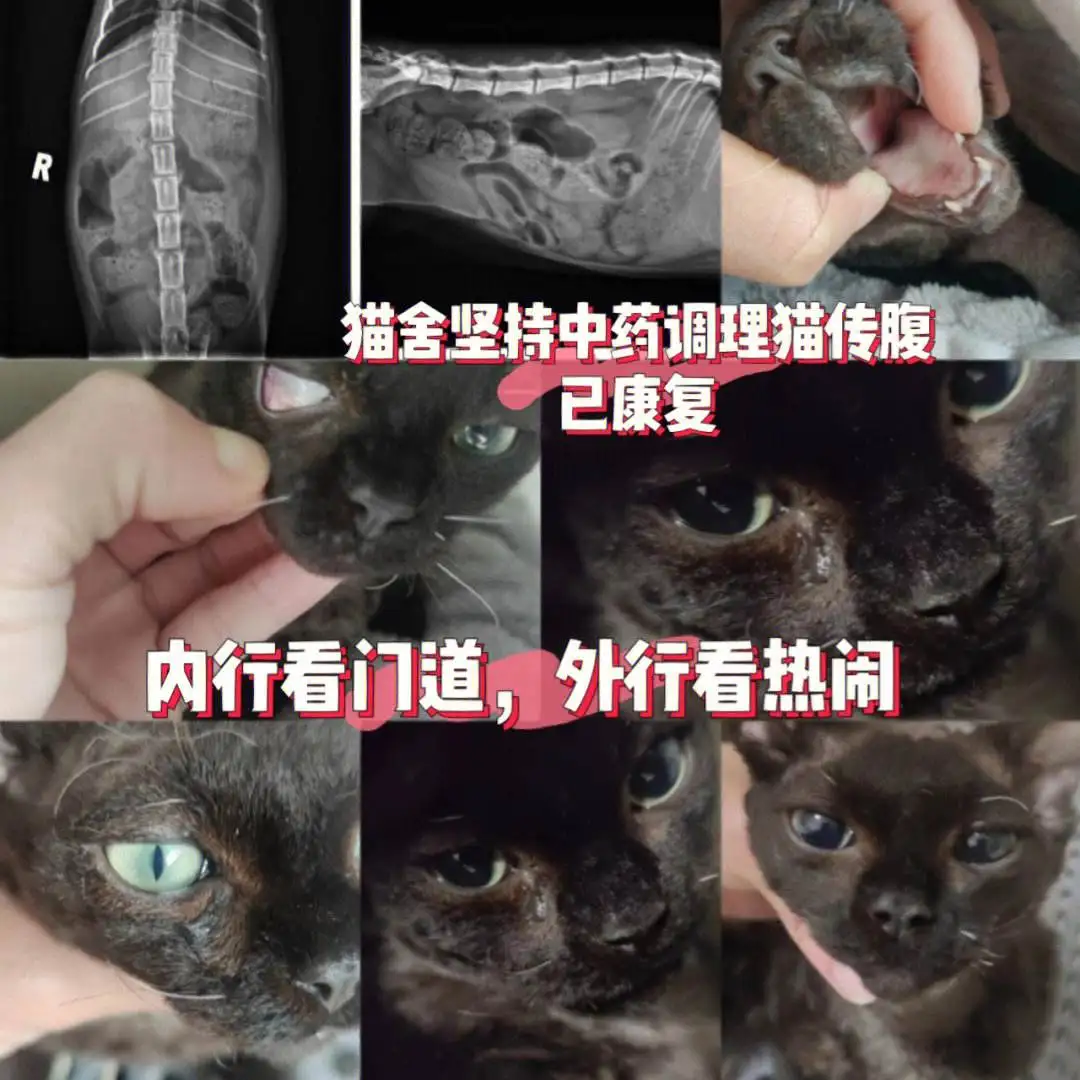 猫传腹要怎么治(猫传腹怎么治疗最好441多少钱)