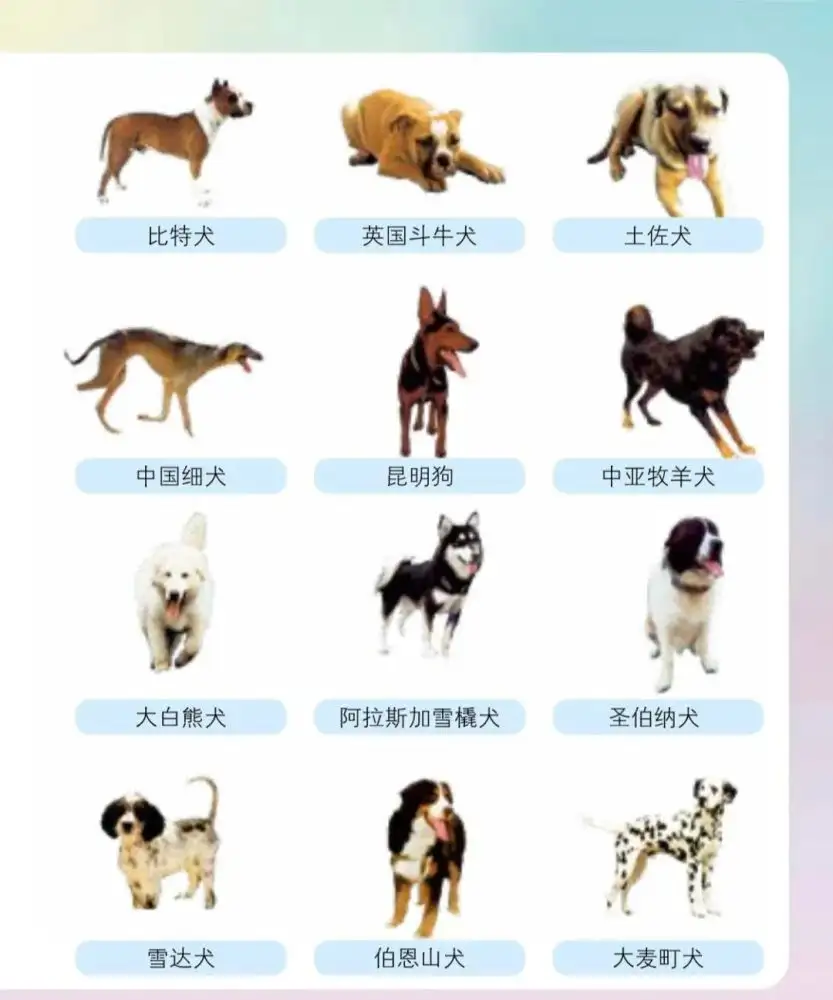 什么是禁养犬(什么是禁养犬种类)