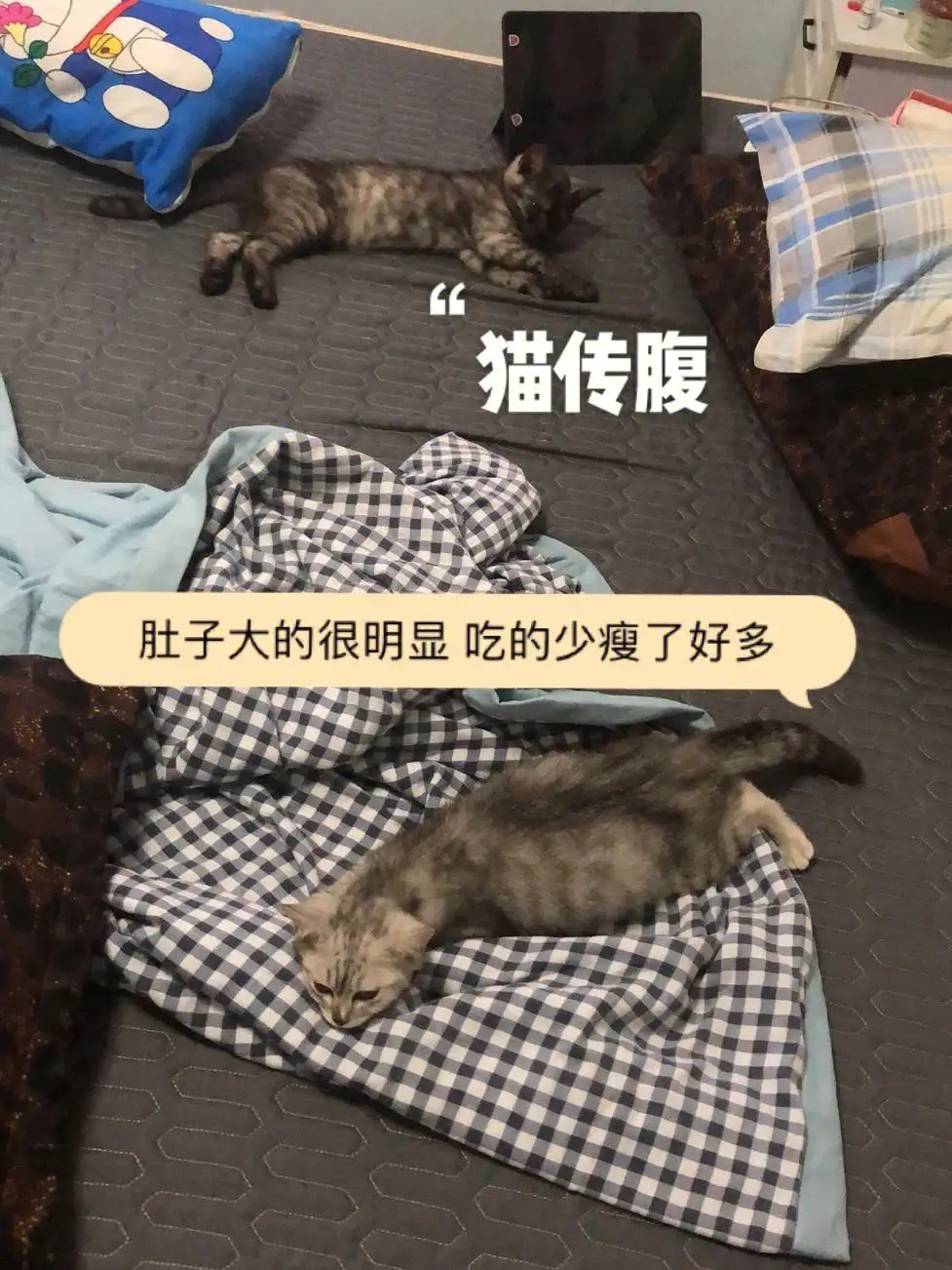 猫传腹要怎么治(猫传腹怎么治疗最好441多少钱)