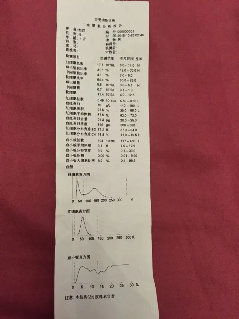 狗发烧四十度怎么办(狗发烧40度会是什么病)