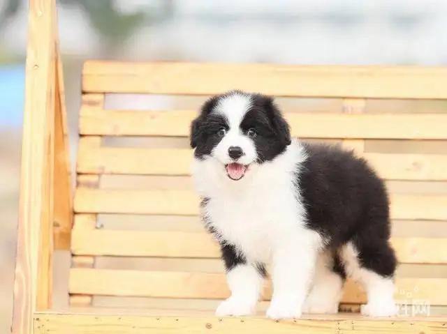 边境牧羊犬要多少钱才能买到一只(边境牧羊犬要多少钱才能买到一只狗)