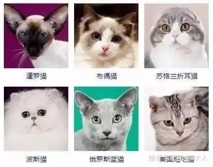 宠物猫品种及价格(宠物猫品种及价格图片)