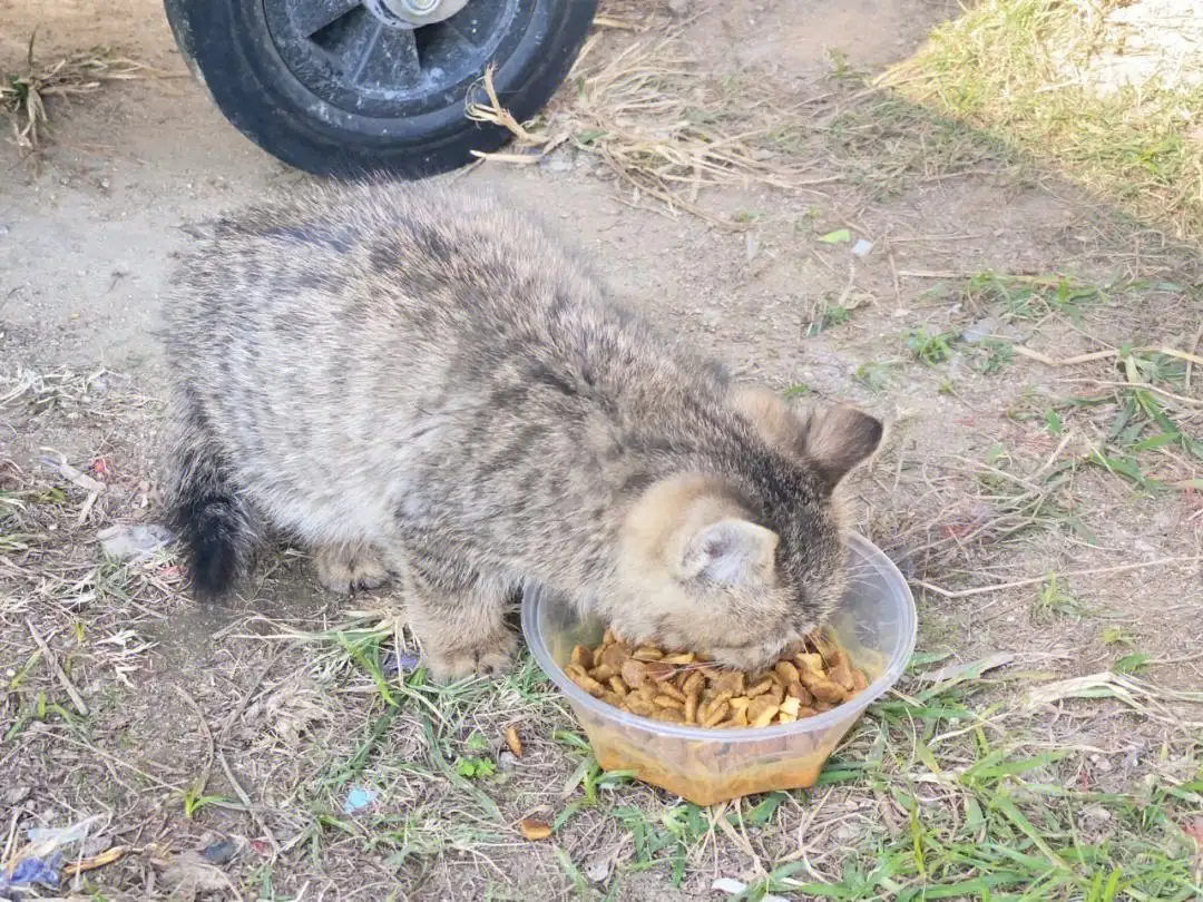 刺猬能吃猫粮吗(刺猬能吃狗粮和猫粮嘛)