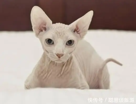 比较贵的猫的品种(比较贵的猫的品种图片)