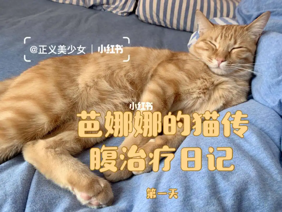 猫传腹发生在应激之后多少天的简单介绍