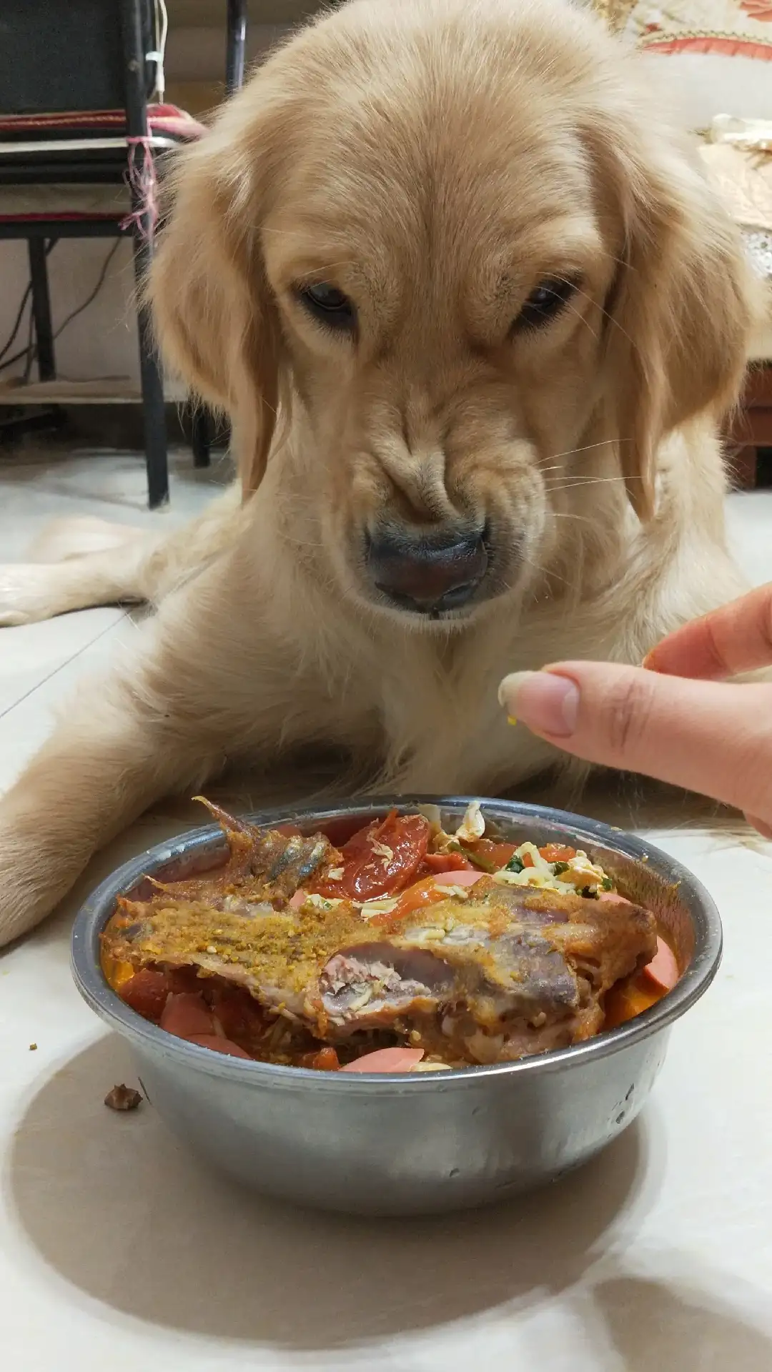 金毛犬吃什么最好(金毛犬吃什么食物好)