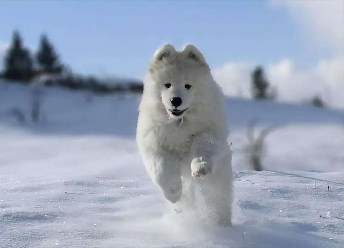 雪橇犬是哪个犬种(雪橇犬一般是什么狗)