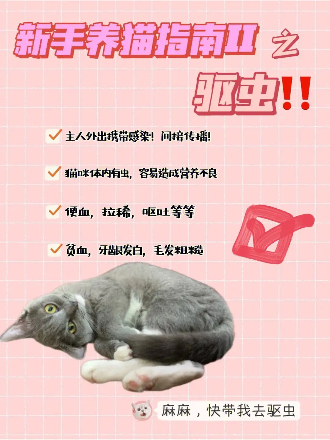 猫咪体内驱虫是驱什么虫(猫咪体内驱虫主要驱什么虫)