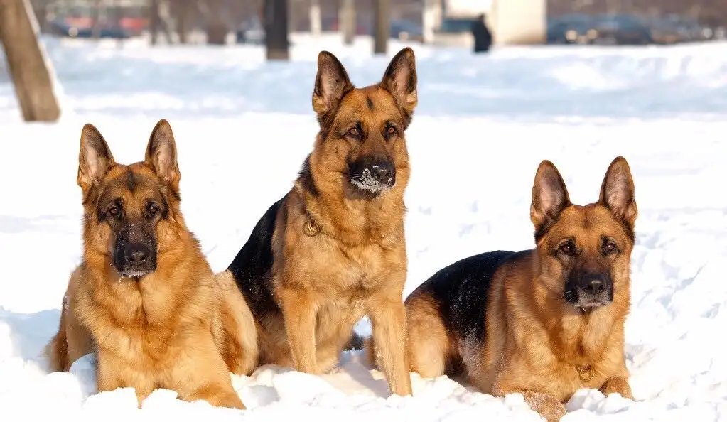 纯种德国牧羊犬大概多少钱一只(纯种德国牧羊犬大概多少钱一只幼犬)