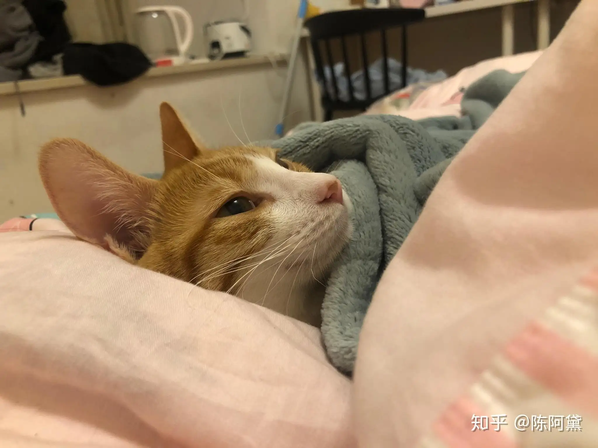 猫咪喜欢咬被子(猫咪喜欢咬被子怎么回事)