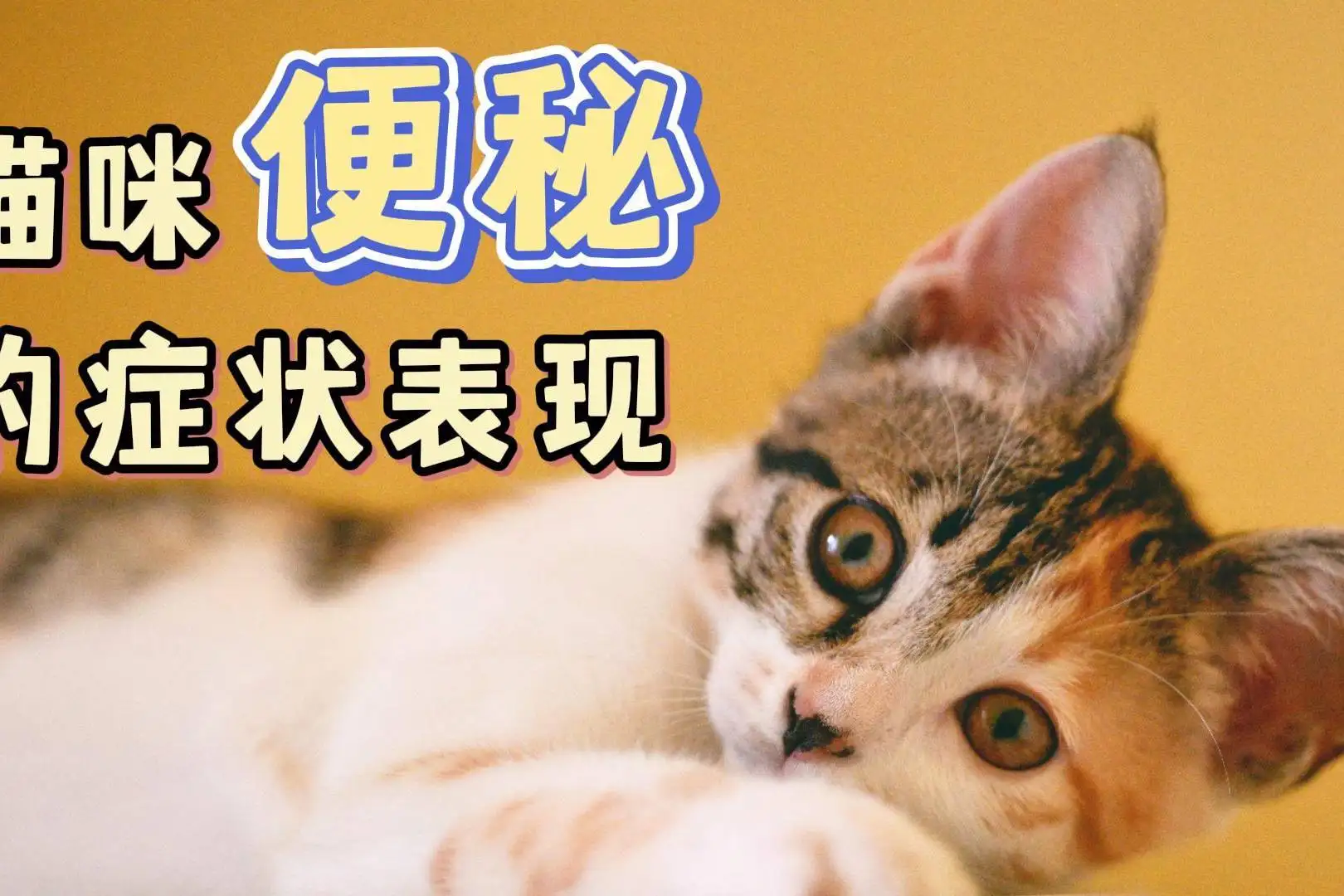 成年猫便秘(猫便秘该怎么办)