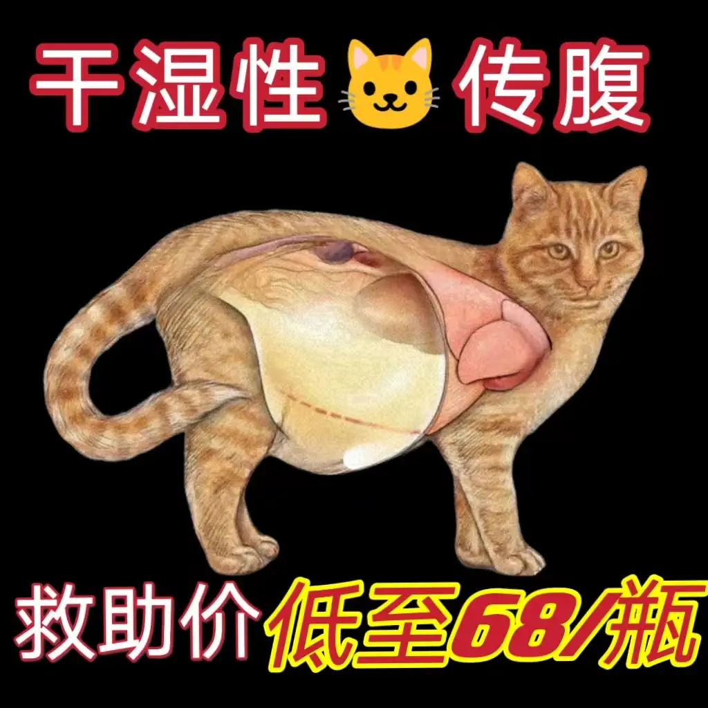 猫传腹晚期症状有哪些的简单介绍