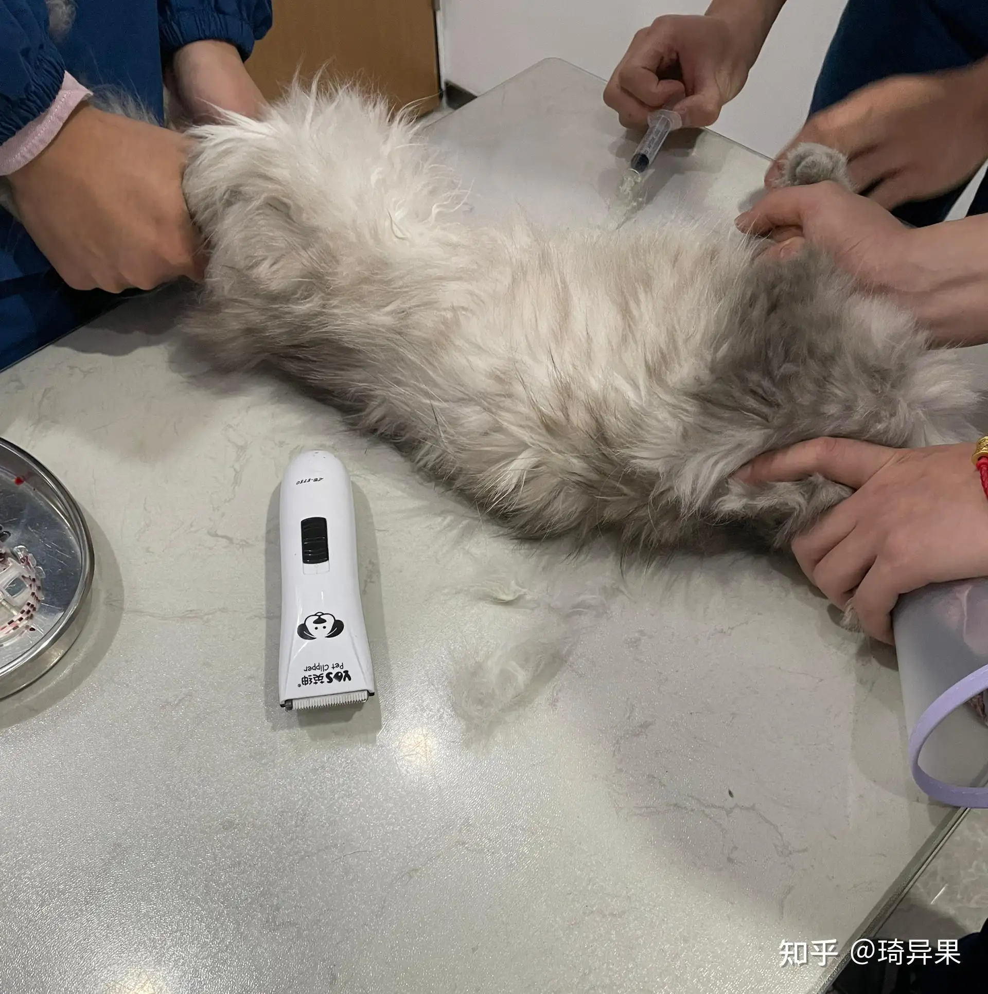 猫传腹长啥样(猫传腹是什么样子)