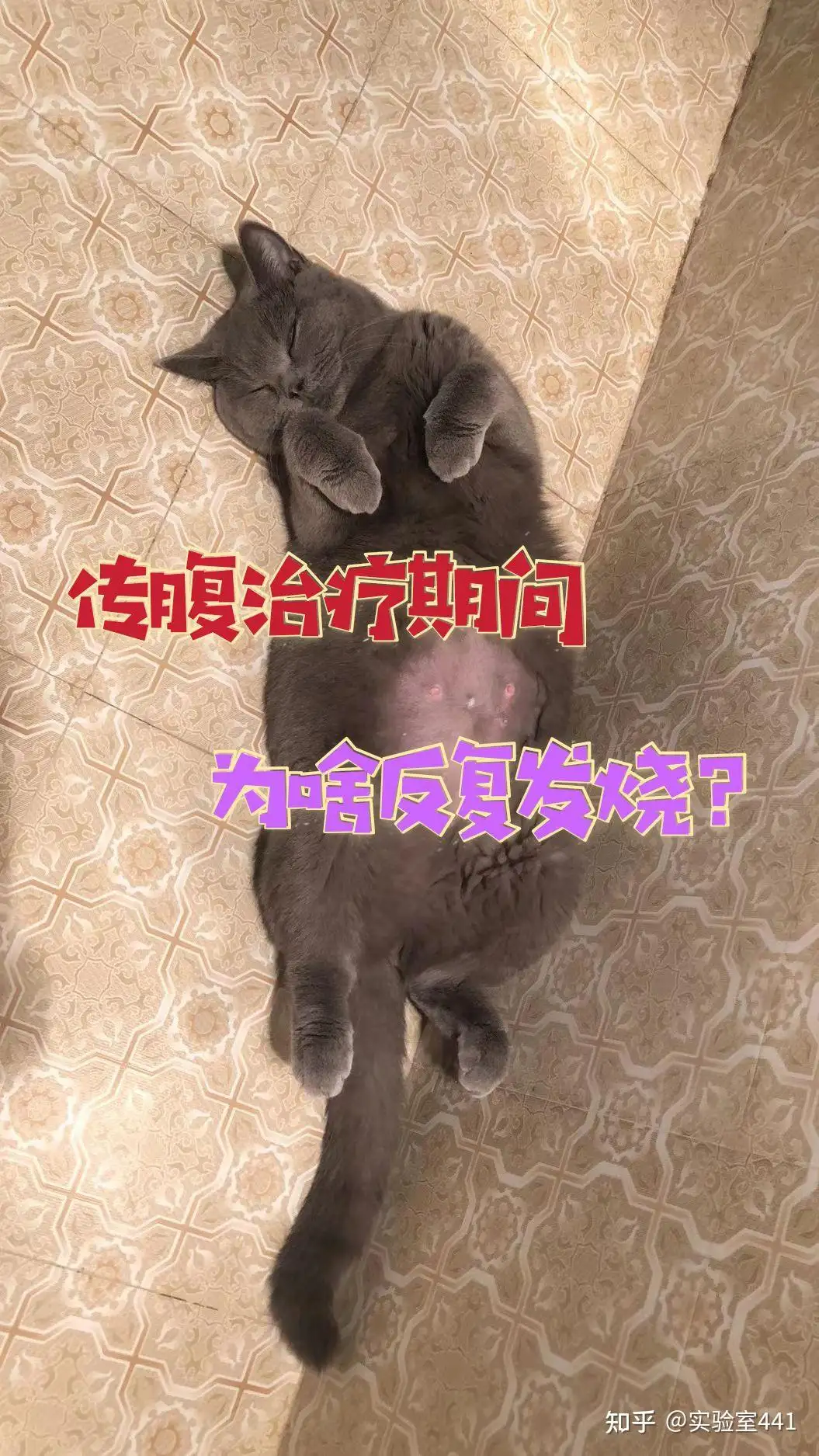 猫传腹会反复发作吗(猫传腹复发可能性高吗)