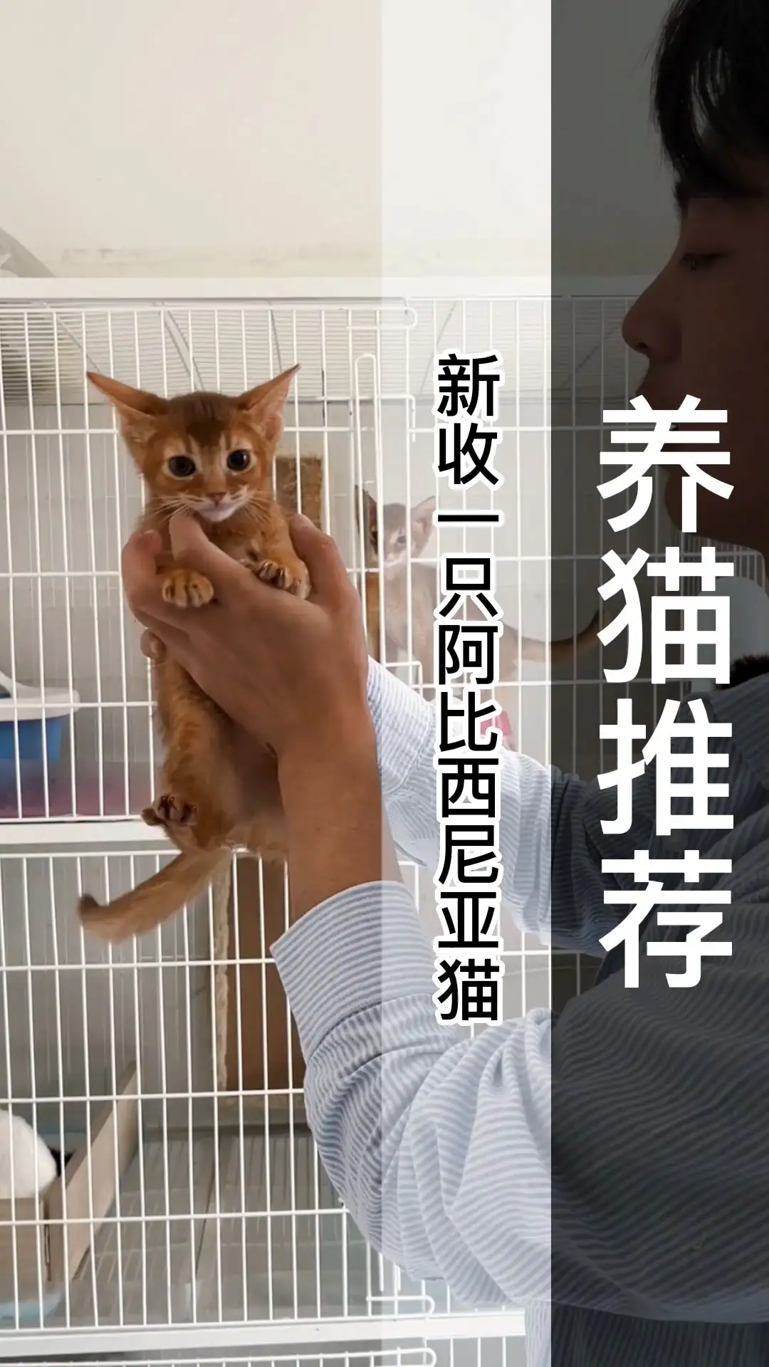 阿比西尼亚猫一只多少钱(纯种阿比西尼亚猫多少钱一只?)