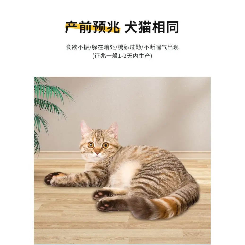 猫妊娠期多久(猫妊娠期多长时间)