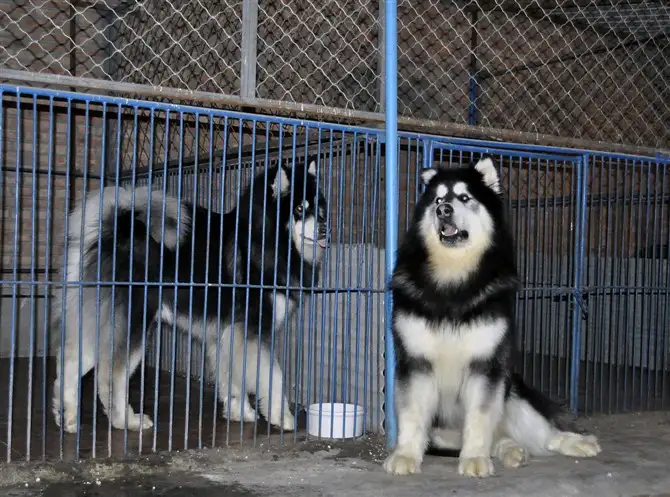 阿拉斯加犬繁殖基地(阿拉斯加犬繁殖基地图片)