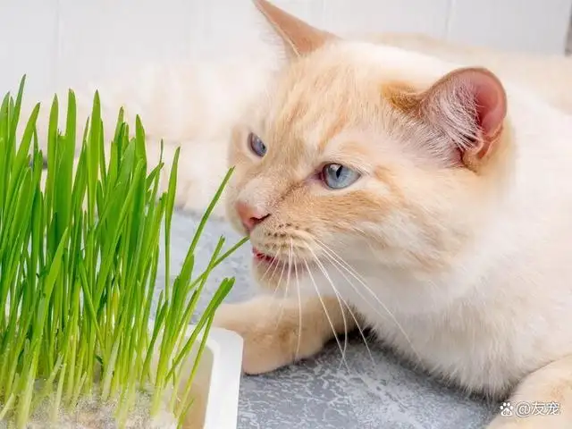 猫薄荷是怎么用的?(猫薄荷是用什么做的?)