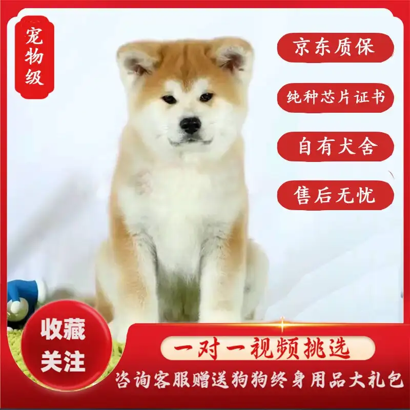 秋田犬幼崽多少钱一只(秋田犬幼崽多少钱一只?)