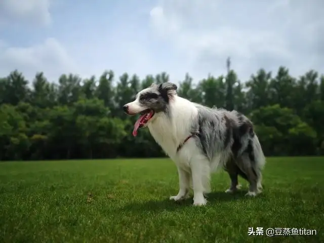 教你怎么养好边境牧羊犬(教你怎么养好边境牧羊犬视频)