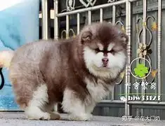 北京阿拉斯加犬犬舍(北京哪里卖阿拉斯加犬)