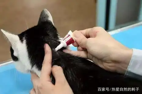 猫咪体内体外驱虫怎么做(猫咪体内驱虫和体外驱虫顺序)