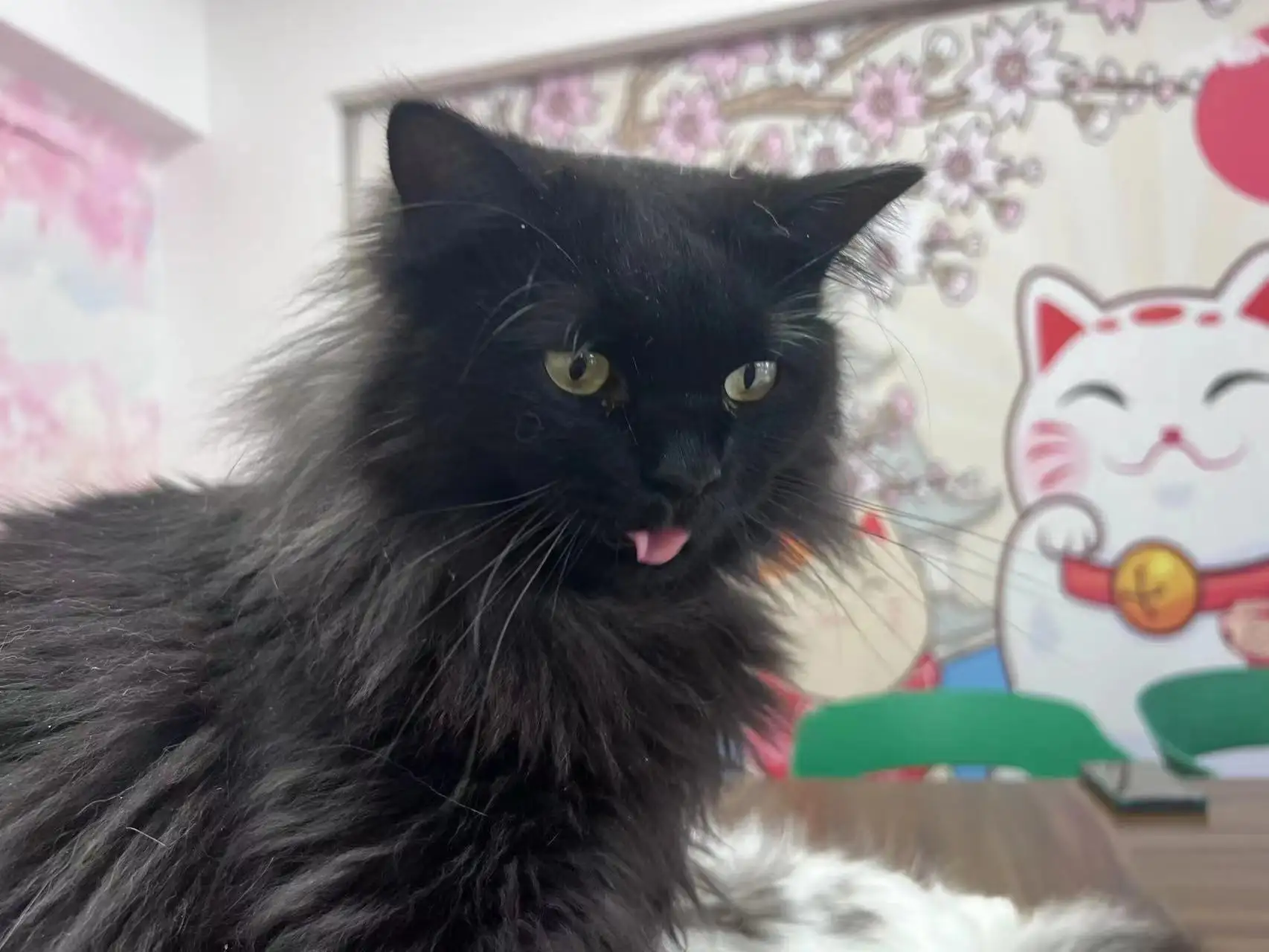 猫咪便秘怎么办猫咪便秘怎么解决的简单介绍