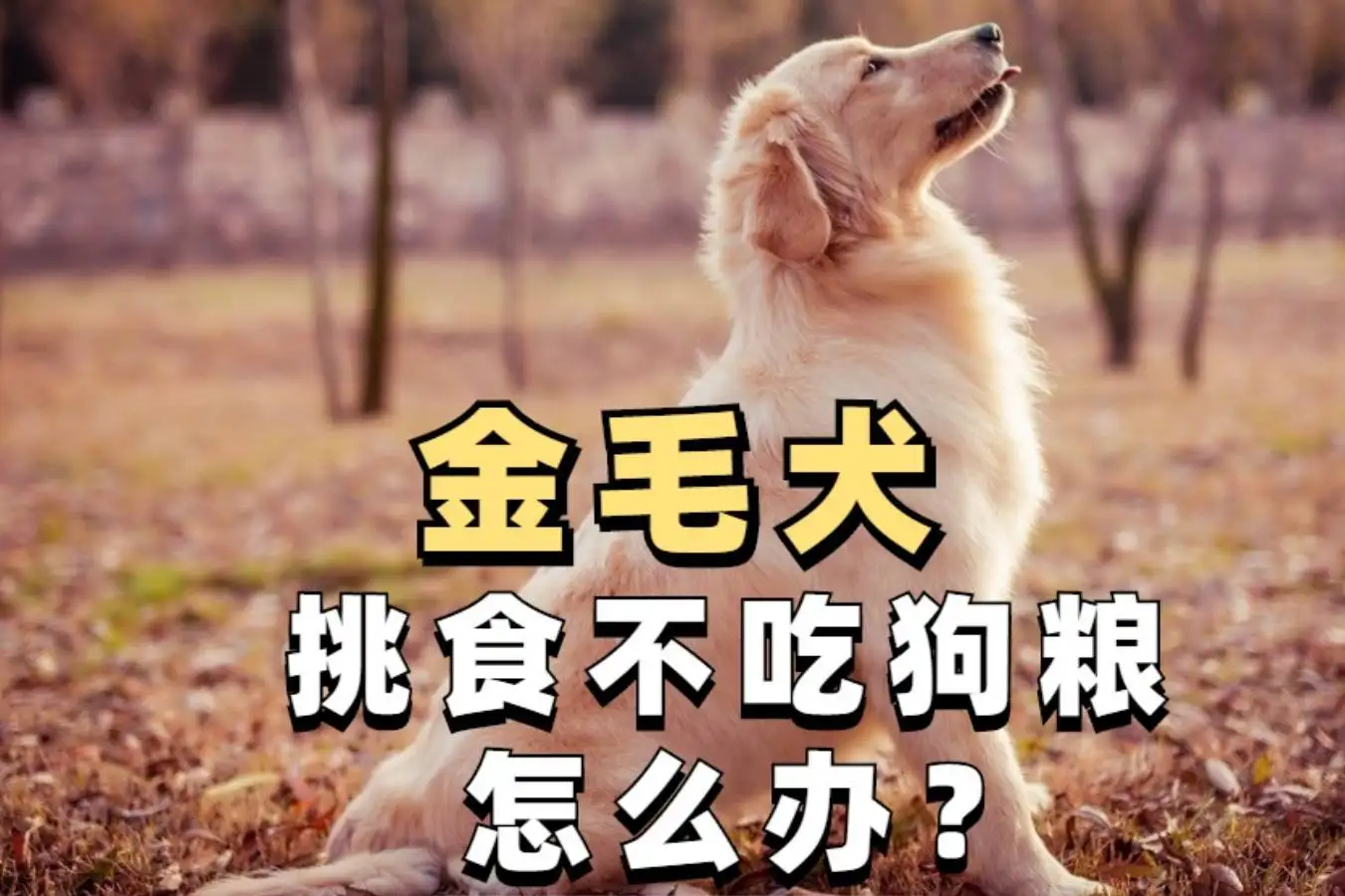 金毛犬狗粮怎么喂(金毛狗粮排行榜前十)