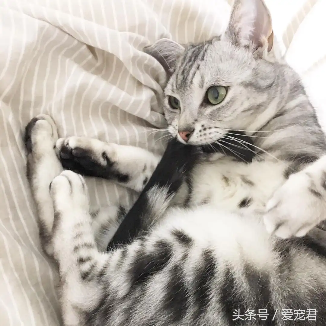 猫喜欢什么气味的人(猫喜欢什么气味的植物)