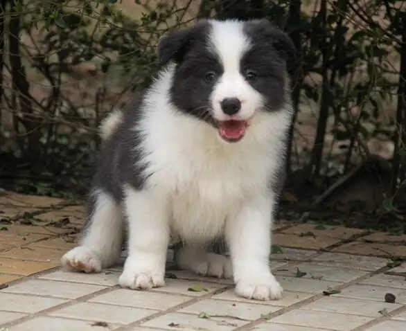 那里卖边境牧羊犬(哪里有卖边境牧羊犬的)