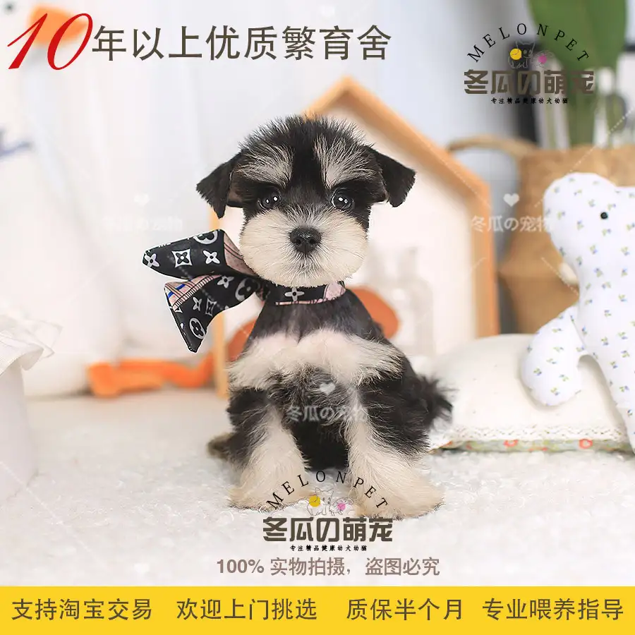 雪纳瑞纯种幼犬多少钱(雪纳瑞纯种幼犬多少钱一只)