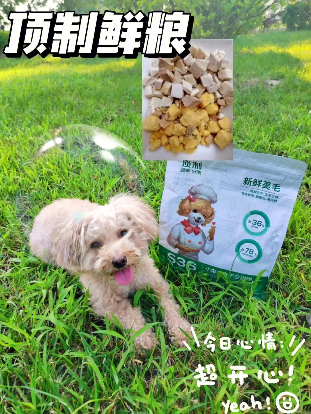 包含泰迪幼犬适合吃什么牌子狗粮的词条