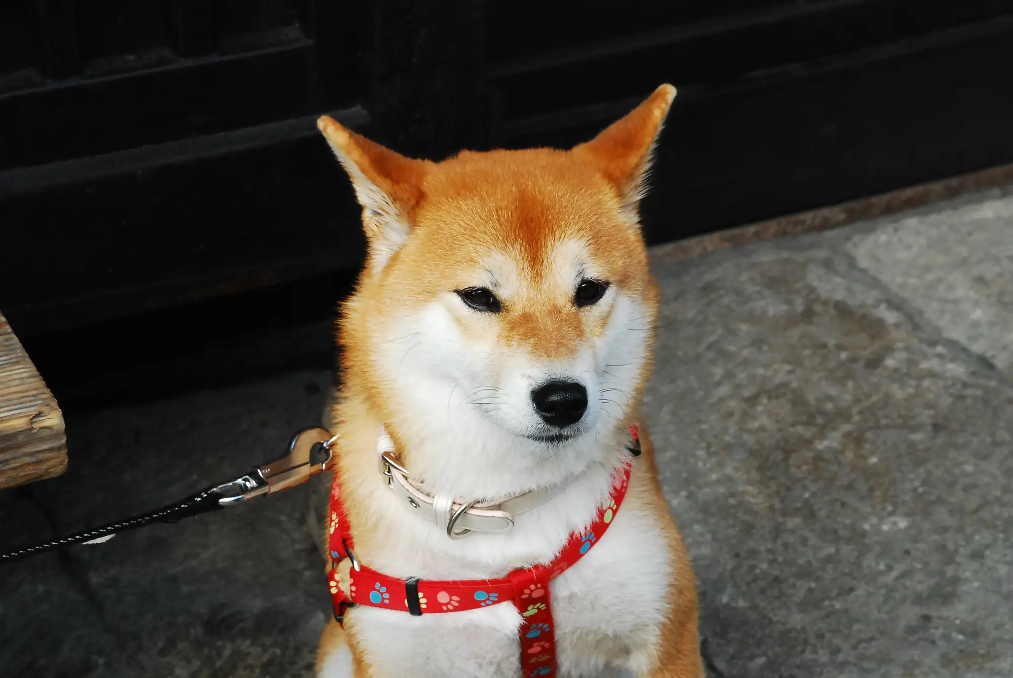 秋田犬禁养(秋田犬禁养原因)