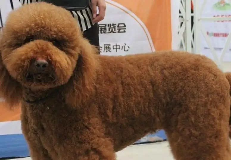 泰迪大型犬叫什么(泰迪的大型犬叫什么)