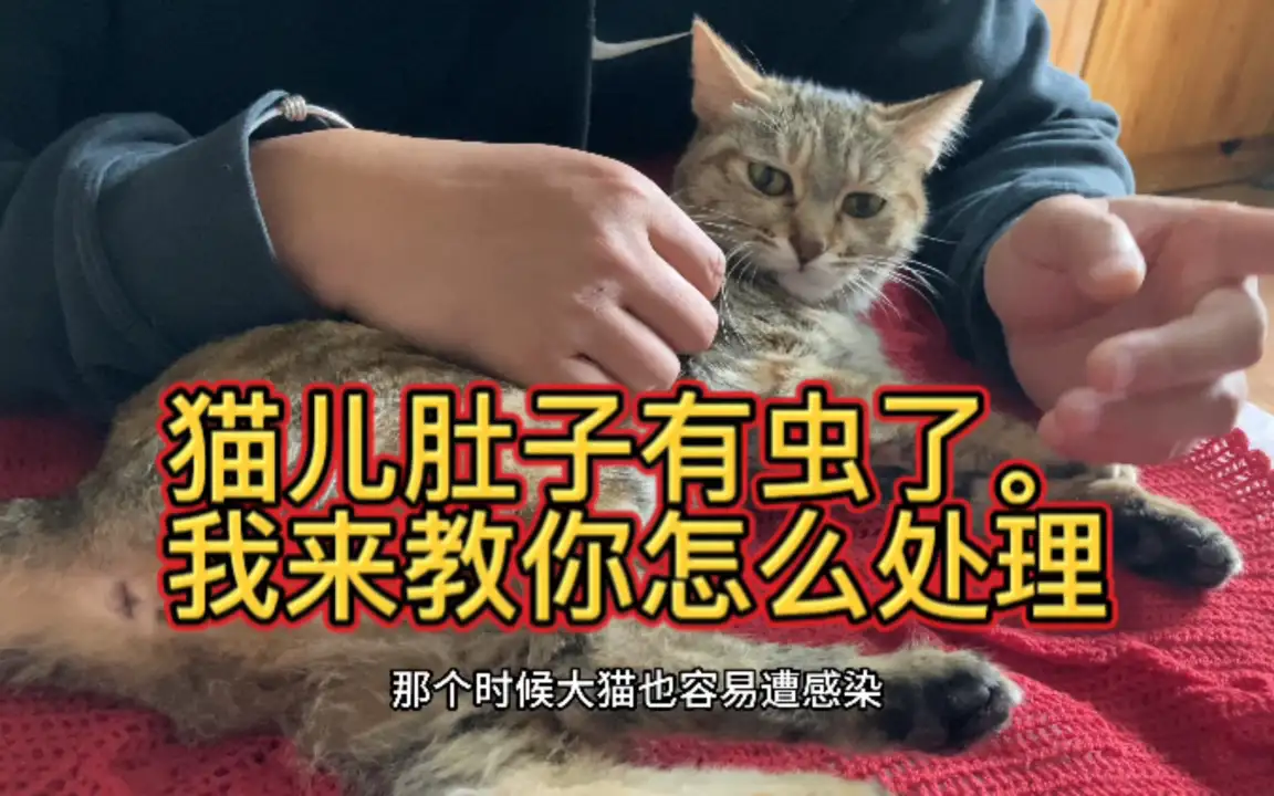 孕猫可以体内驱虫吗(怀孕的猫猫可以体外驱虫药)