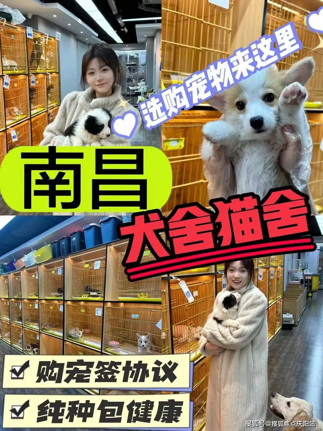 宠物店什么猫最便宜(宠物店什么猫比较便宜)