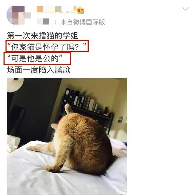 孕妇摸猫(孕妇摸猫洗手还会得弓形虫吗)