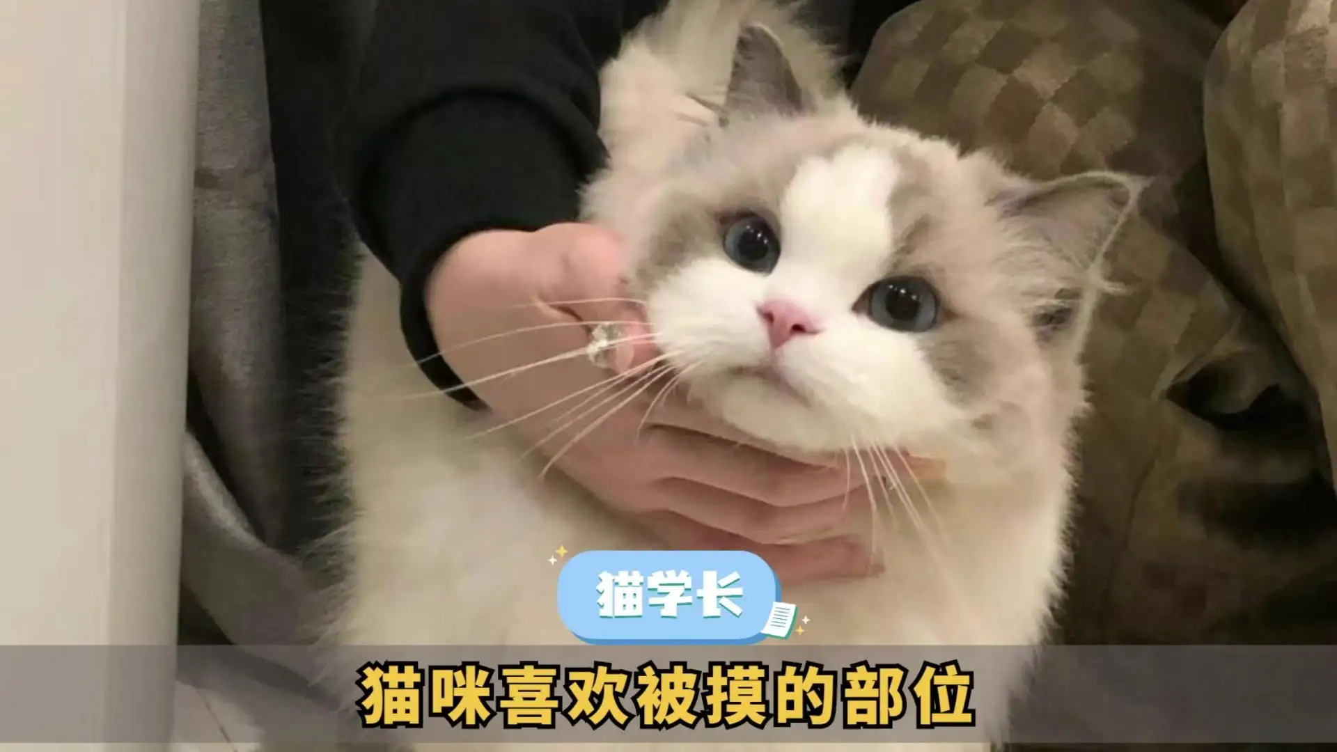 猫咪最喜欢主人摸它哪里(猫最喜欢主人摸它哪个部分)